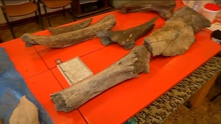 Найдены кости мамонтов