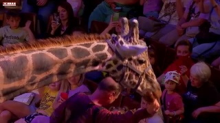 Два представления «Жирафшоу»