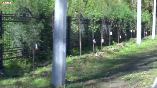 Липы у Сада Металлургов на Запсибе