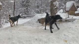 Благотворительный марафон «Доброполис»