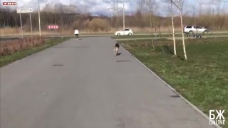 Кошки теряются чаще собак
