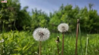 Анонс программы «Вперед, товарищи! На дачу!» от 03.06.25