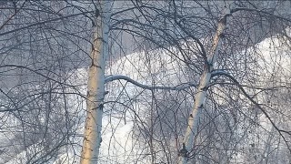 Противопожарный режим до 15 февраля