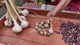 Анонс программы «Вперед, товарищи! На дачу!» от 03.09.24