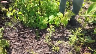 Анонс программы «Вперёд, товарищи! На дачу!» от 24.06.25