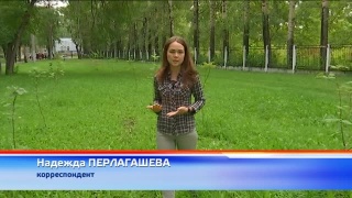 Месячник посадки деревьев