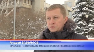Обработка животных перед паводком