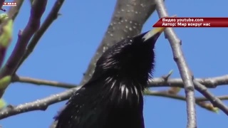 Скворечники в сквере Первостроителей