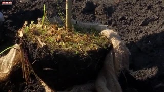 Посадка деревьев на улице Макеевская