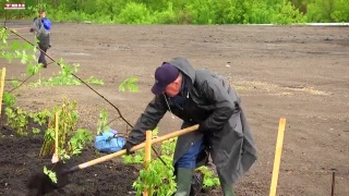 Распадская озеленила «Кузбасскую ярмарку»