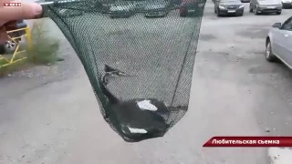 Спасение птицы чомга