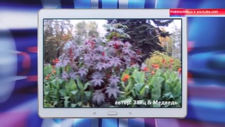 Новокузнецк в ютубе. 21.09-28.09