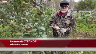 Анонс программы «Вперед, товарищи! На дачу!» от 01.10.24