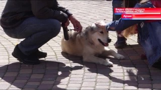 30 июня в парке Гагарина «ДогФест»