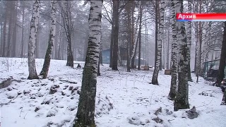 Бездомные животные. Что делать?