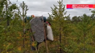 Близится время сбора кедрового ореха