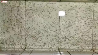 27 тысяч мальков в реки от Новой Горной УК