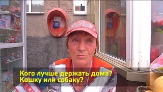 Новокузнечане о дне кошек