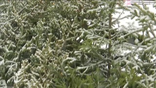 Елочные базары открылись
