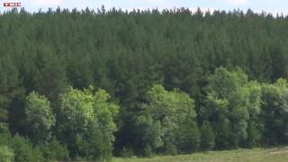 Пресечение незаконного сбора кедрового ореха