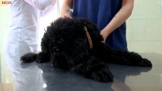 Карантин по бешенству в Загорском