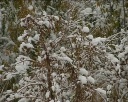 Новокузнецк засыпало снегом. Влажным и тяжелым