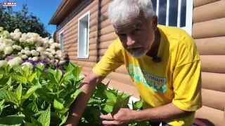 Анонс программы «Вперед, товарищи! На дачу!» от 12.08.25