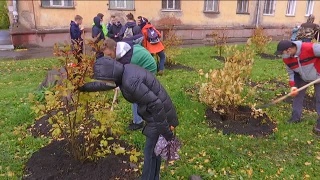 На Обнорского высадили сирень