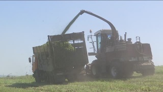 Заготовка кормов в Новокузнецком районе