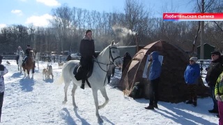 6 марта выставка западно-сибирских лаек