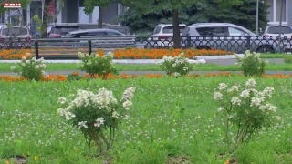 Площадь Побед расцветает