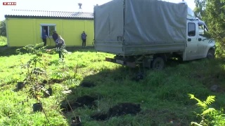 Высадка рябин в Бедарево